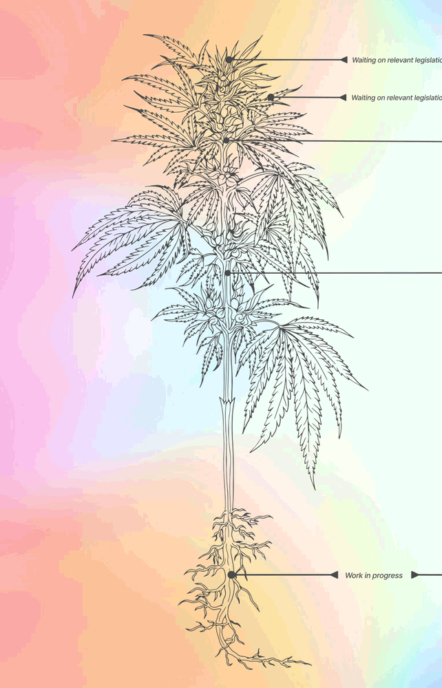 Cannabis Sativa Botanik Gravür